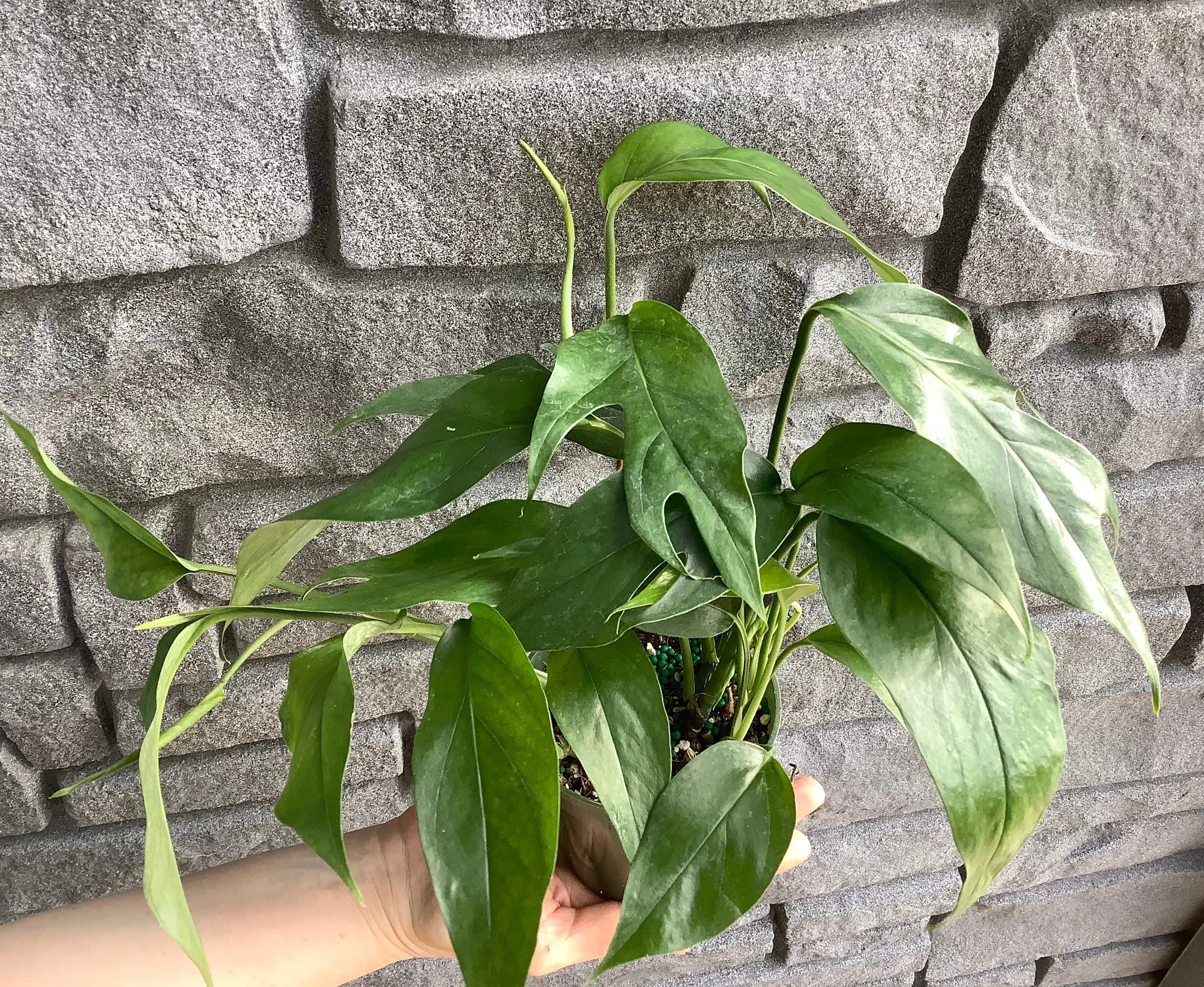 6" Pothos Cebu Blue Full