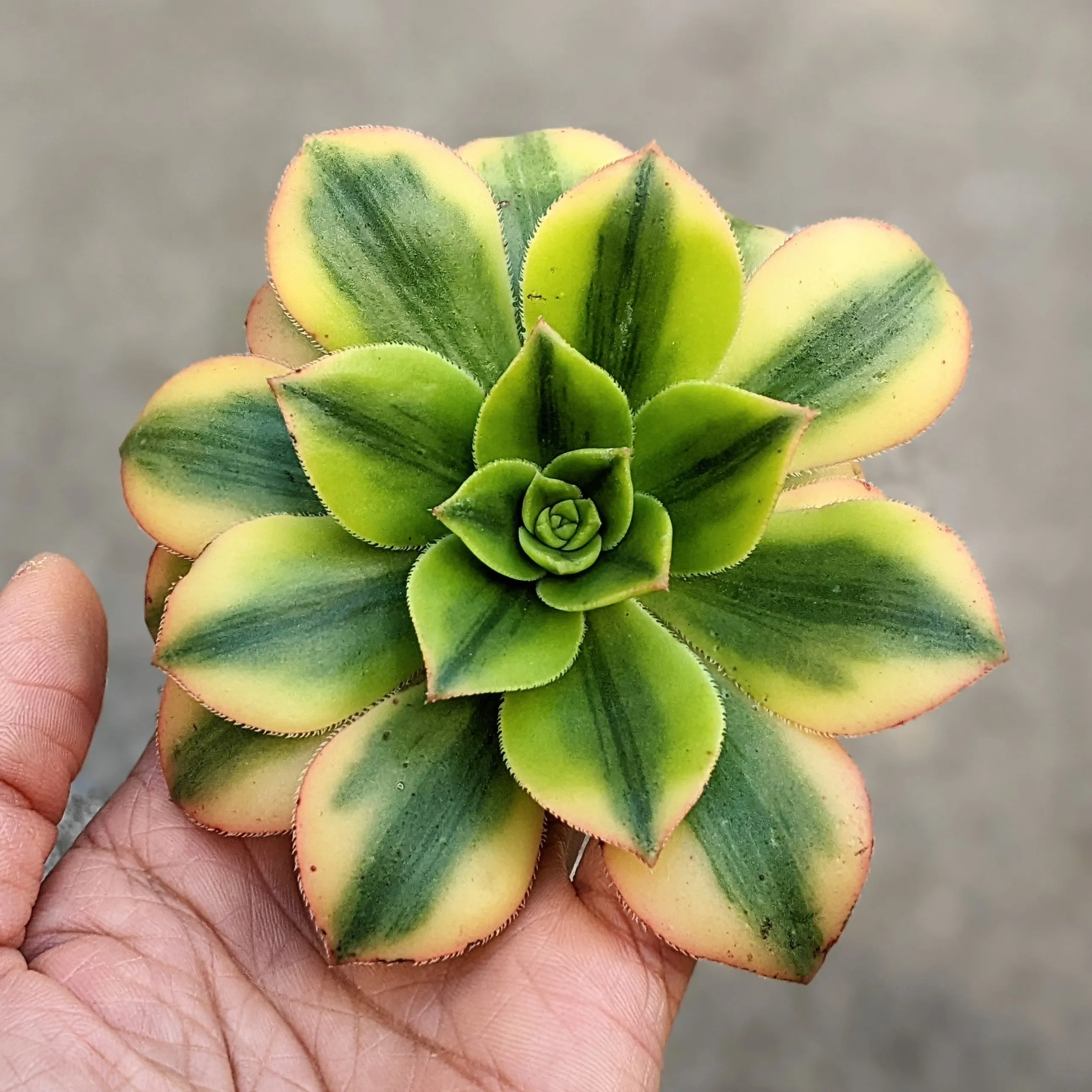 Aeonium Floresense