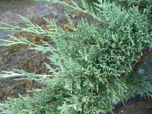 Juniper:  'Hughes' Spreading - 2 gal (Au)