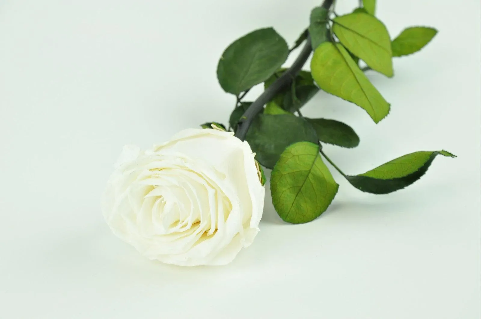 Kenyan White Preserved Roses